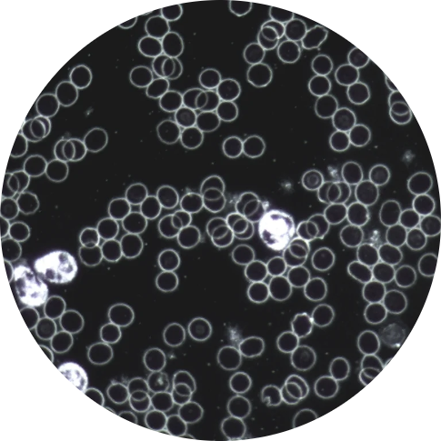 ccff9c_3b873216182744379bb396b41e4cb1d0~mv2