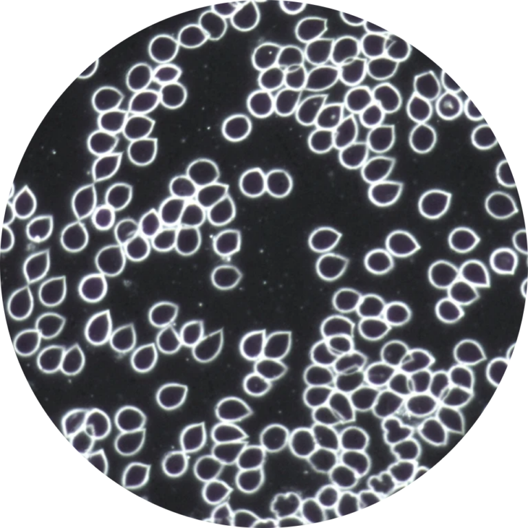 ccff9c_589fdd0327414ec9b71d6b51cd84a8a1~mv2@2x