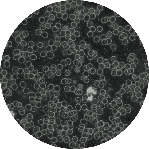 ccff9c_676f58fbdbeb4da4bbe5c149c1019b52~mv2