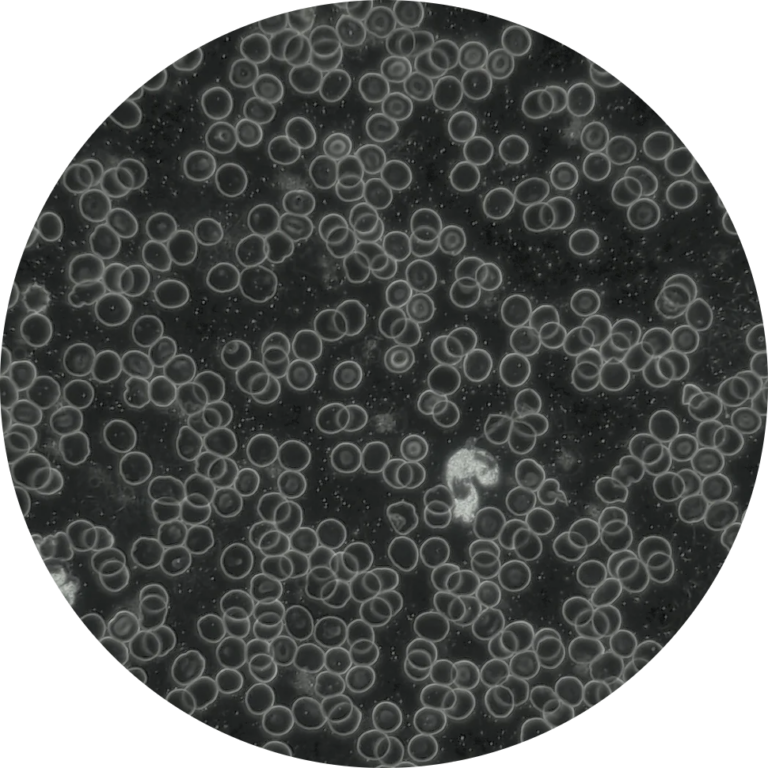 ccff9c_676f58fbdbeb4da4bbe5c149c1019b52~mv2@2x