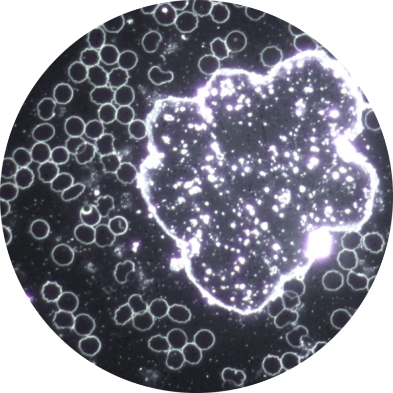 ccff9c_8cf70730c77f4f05b5332fbd651e524d~mv2@2x