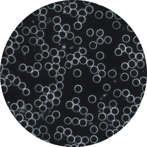 ccff9c_feb888b618e94fb4990a48b5eda06f03~mv2