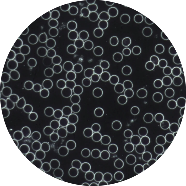 ccff9c_feb888b618e94fb4990a48b5eda06f03~mv2@2x